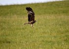 Zwarte wouw (oostelijk) (black-eared kite) Milvus migrans lineatus  - bij Khujirt 17-08-2016 (1)